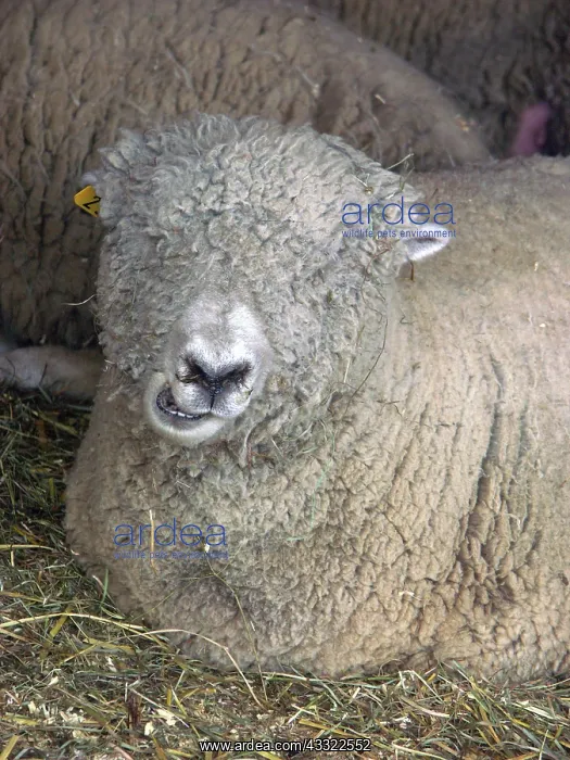 : Southdown Ewe : Southdown Ewe