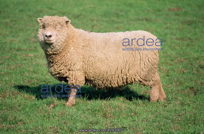 : SOUTHDOWN SHEEP : SOUTHDOWN SHEEP