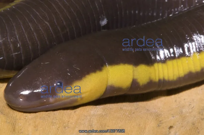 : Southeast Asian Caecilian : Southeast Asian Caecilian