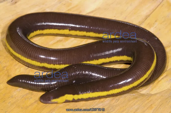: Southeast Asian Caecilian : Southeast Asian Caecilian