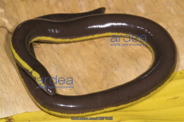 : Southeast Asian Caecilian : Southeast Asian Caecilian