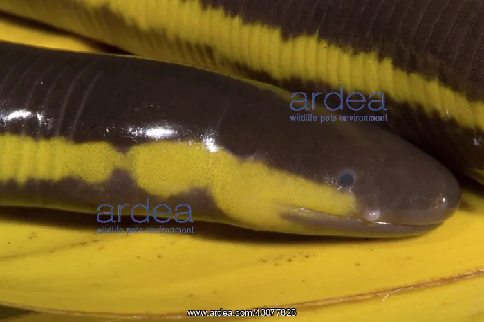 : Southeast Asian Caecilian : Southeast Asian Caecilian
