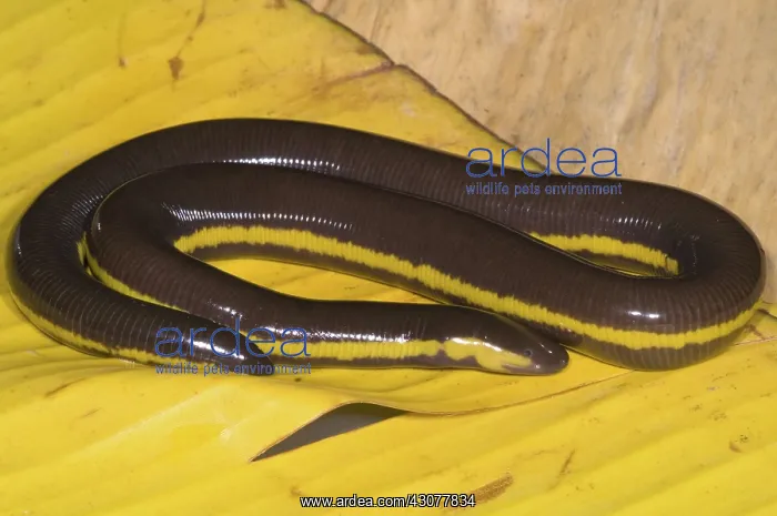: Southeast Asian Caecilian : Southeast Asian Caecilian