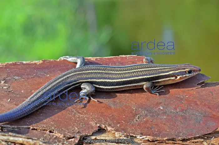 : Southeastern 5-lined Skink : Southeastern 5-lined Skink