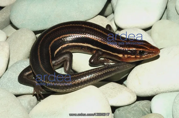 : Southeastern Five-lined Skink : Southeastern Five-lined Skink
