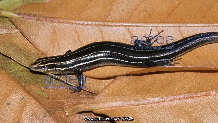 : Southeastern Five-lined Skink : Southeastern Five-lined Skink