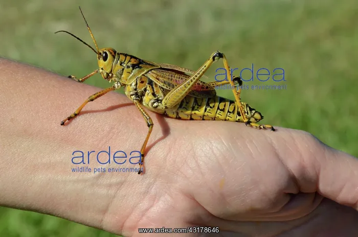 : Southeastern Lubber Grasshopper : Southeastern Lubber Grasshopper