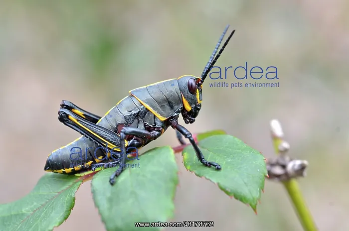 : Southeastern Lubber Grasshopper : Southeastern Lubber Grasshopper
