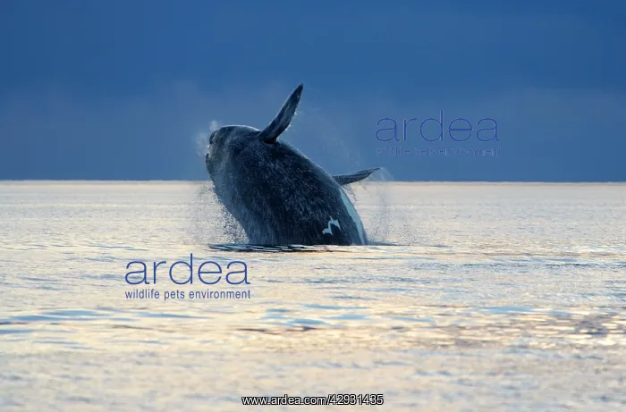 : Souther Right Whale - Adult, breaching : Souther Right Whale - Adult, breaching