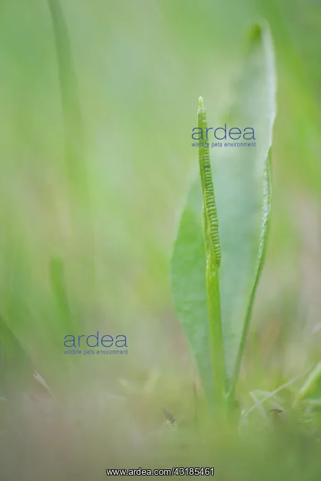: Southern Adders-tongue : Southern Adders-tongue