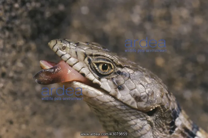 : Southern Alligator Lizard : Southern Alligator Lizard