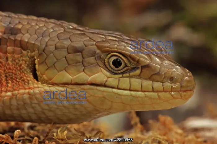 : Southern Alligator Lizard - close-up of head : Southern Alligator Lizard - close-up of head