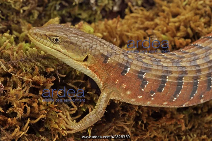 : Southern Alligator Lizard - close-up of head : Southern Alligator Lizard - close-up of head