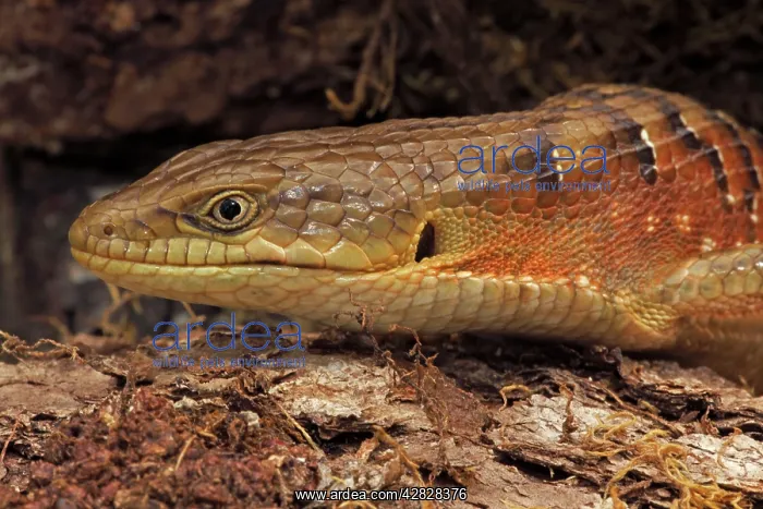 : Southern Alligator Lizard - close-up of head : Southern Alligator Lizard - close-up of head