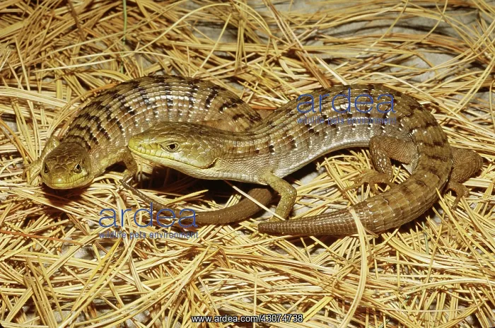 : Southern Alligator Lizards : Southern Alligator Lizards