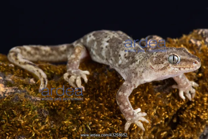 : The Southern Alps gecko (Woodworthia Southern Alps') : The Southern Alps gecko (Woodworthia Southern Alps')