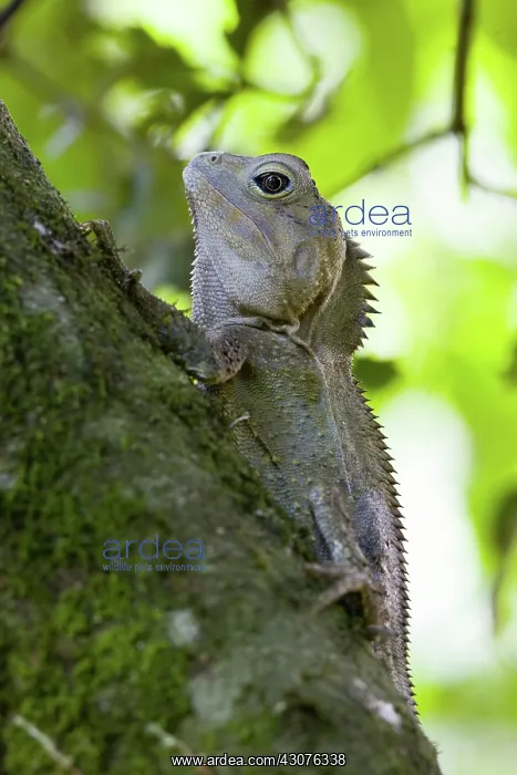 : Southern angle-headed dragon : Southern angle-headed dragon