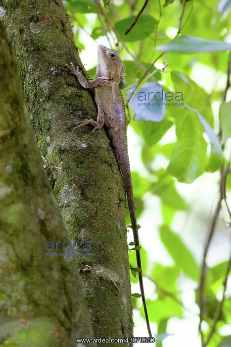 : Southern angle-headed dragon : Southern angle-headed dragon