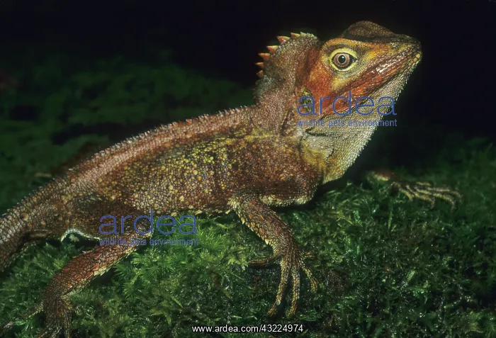  : Southern Angle-headed Dragon (Gonocephalus