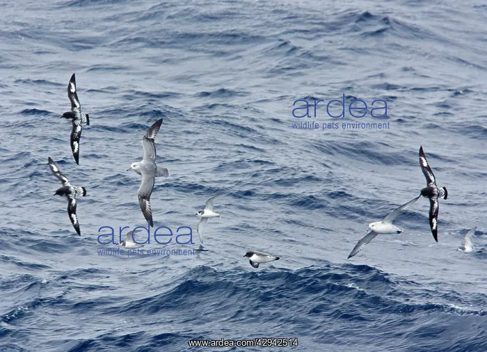: Southern / Antarctic Fulmar and Cape Petrel / Cape : Southern / Antarctic Fulmar and Cape Petrel / Cape