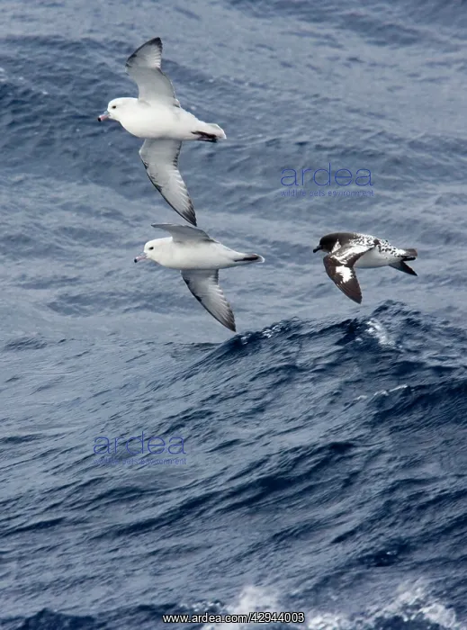 : Southern / Antartic Fulmar with a Cape Petrel / : Southern / Antartic Fulmar with a Cape Petrel /