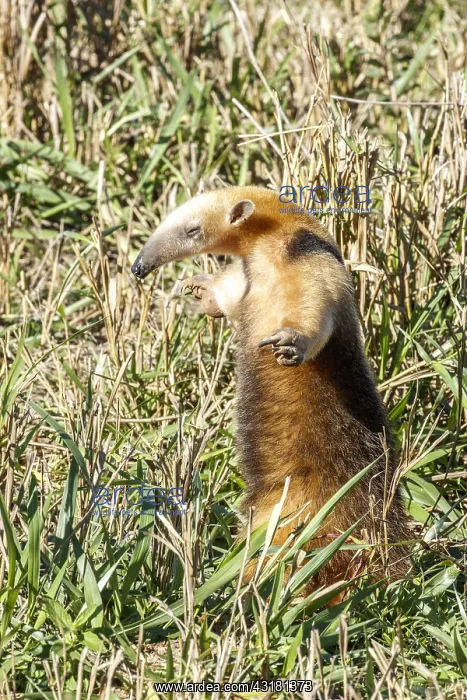 : Southern Anteater (Tamandua tetradactyla) standing : Southern Anteater (Tamandua tetradactyla) standing