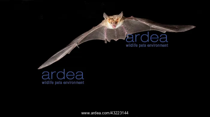 : southern Arizona, USA, Pallid Bat, Antrozous : southern Arizona, USA, Pallid Bat, Antrozous