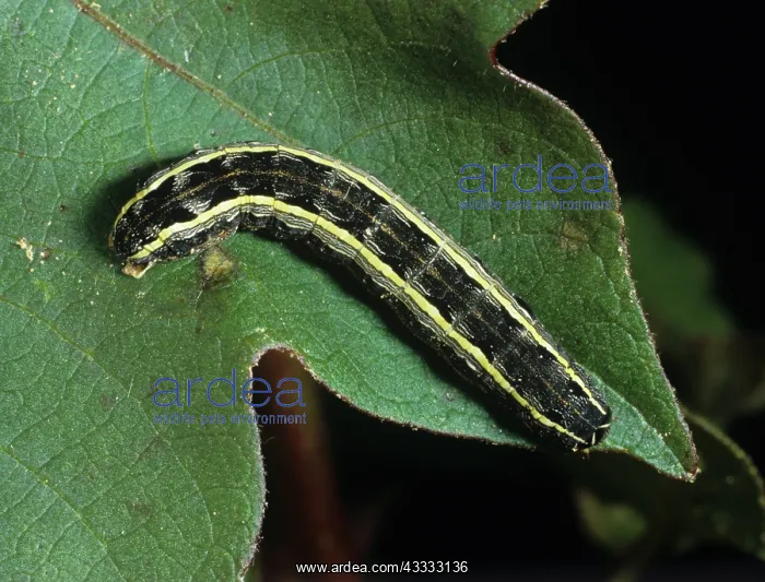 : Southern armyworm : Southern armyworm