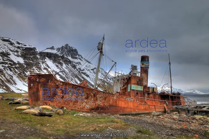 : Southern Atlantic Islands, South Georgia : Southern Atlantic Islands, South Georgia