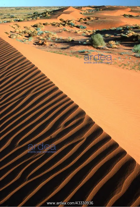: Southern Australia - Strzelecki Desert, sand dunes : Southern Australia - Strzelecki Desert, sand dunes