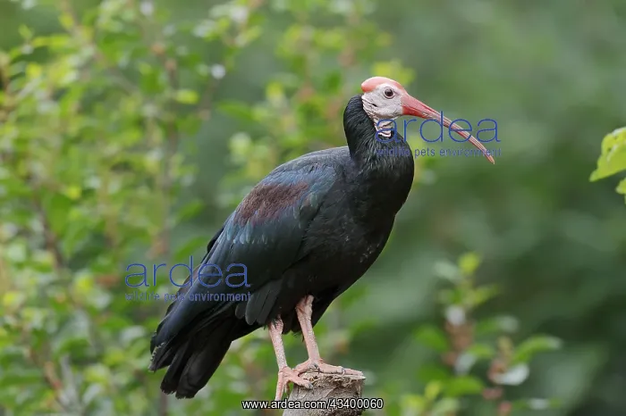 : Southern bald ibis (Geronticus calvus), captive : Southern bald ibis (Geronticus calvus), captive
