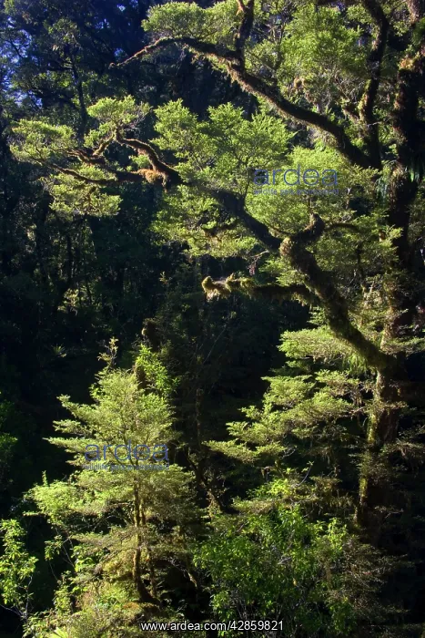 : Southern Beech forest - backlit Southern Beech : Southern Beech forest - backlit Southern Beech