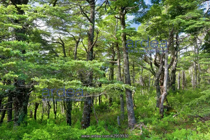 : Southern Beech Forest - lush Southern Beech forest : Southern Beech Forest - lush Southern Beech forest