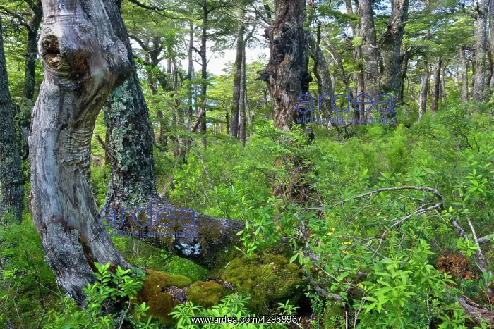 : Southern Beech Forest - lush Southern Beech forest : Southern Beech Forest - lush Southern Beech forest