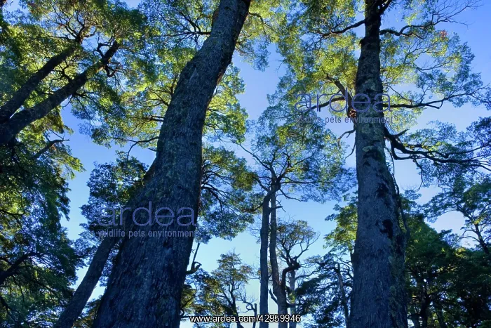 : Southern Beech Forest - lush Southern Beech forest : Southern Beech Forest - lush Southern Beech forest