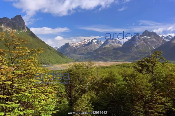 : Southern Beech forest and mountain range : Southern Beech forest and mountain range