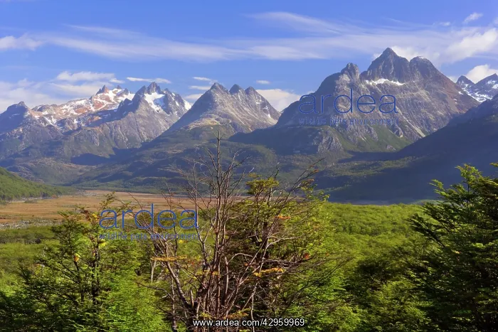 : Southern Beech forest and mountain range : Southern Beech forest and mountain range