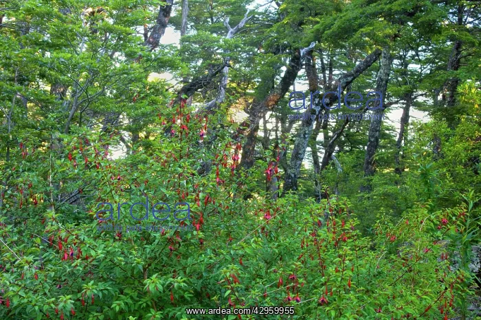 : Southern Beech Forest - Southern Beech forest with : Southern Beech Forest - Southern Beech forest with