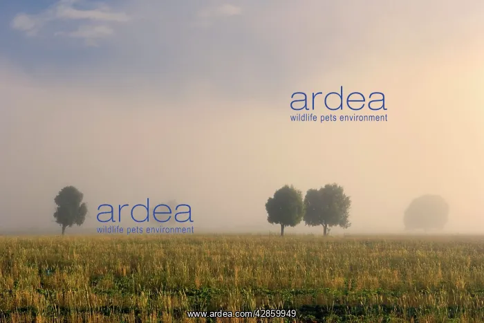 : Southern Beech Trees - in morning fog and on deforested : Southern Beech Trees - in morning fog and on deforested