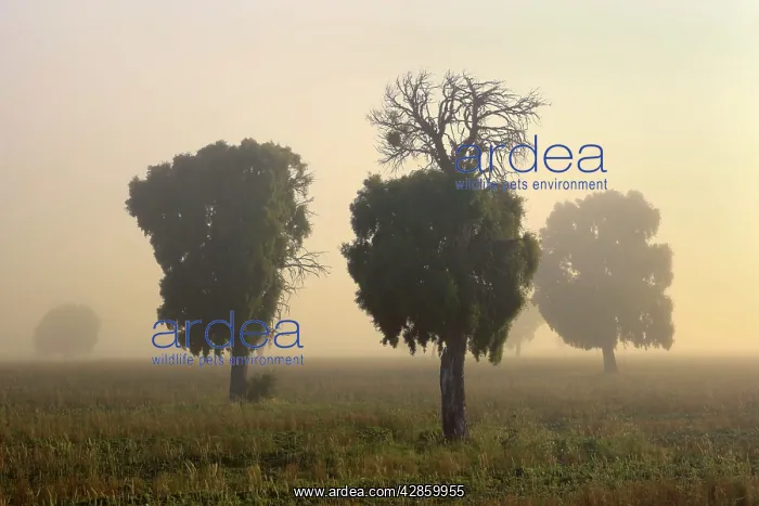 : Southern Beech Trees - in morning fog and on deforested : Southern Beech Trees - in morning fog and on deforested