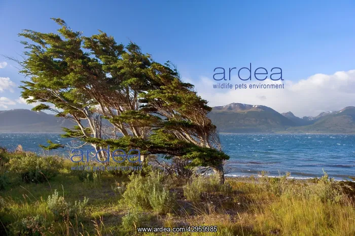 : Southern Beech Trees - windsept by constantly strong : Southern Beech Trees - windsept by constantly strong