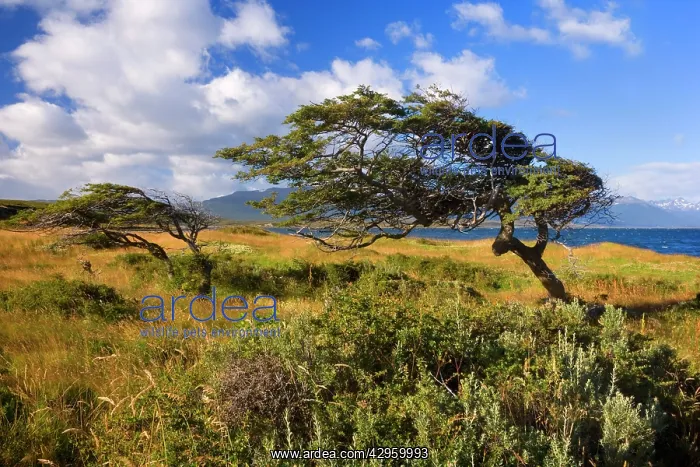 : Southern Beech Trees - windsept by constantly strong : Southern Beech Trees - windsept by constantly strong