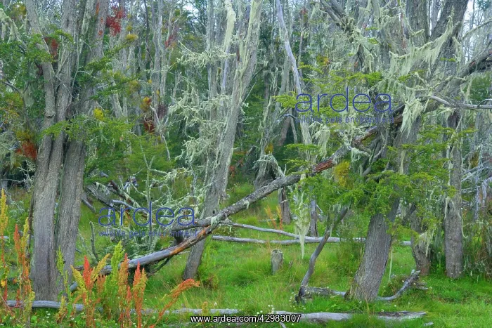 : Southern Beeches and lichen - branches of dead : Southern Beeches and lichen - branches of dead