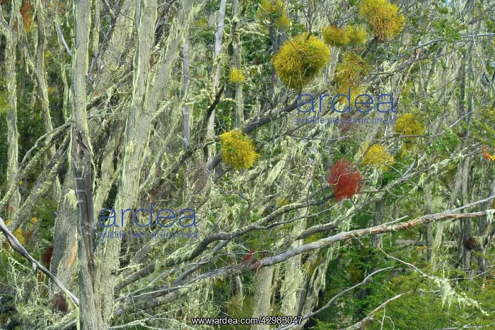 : Southern Beeches and lichen - branches of dead : Southern Beeches and lichen - branches of dead