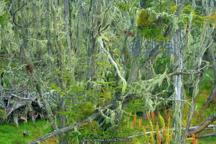 : Southern Beeches and lichen - branches of Southern : Southern Beeches and lichen - branches of Southern
