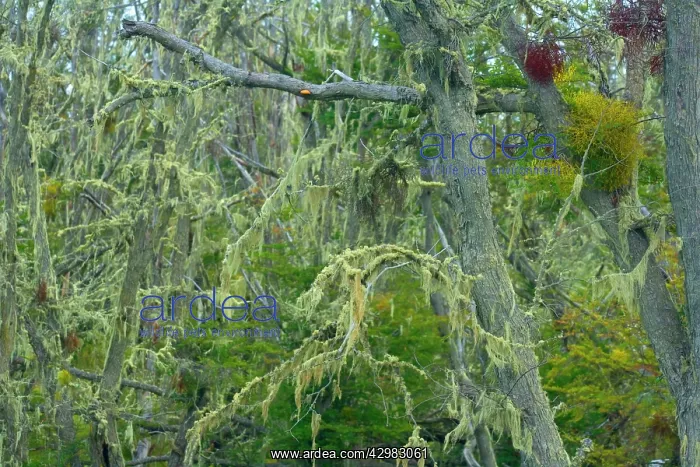 : Southern Beeches and lichen - branches of Southern : Southern Beeches and lichen - branches of Southern
