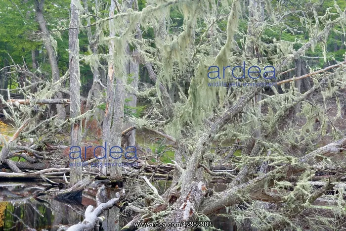 : Southern Beeches and lichen - dead Southern Beeches : Southern Beeches and lichen - dead Southern Beeches