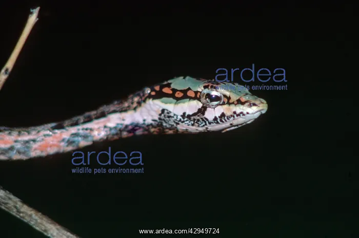 : Southern Bird Snake : Southern Bird Snake