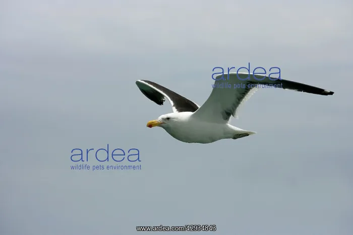 : Southern Black-backed / Dominican / Kelp Gull - : Southern Black-backed / Dominican / Kelp Gull -