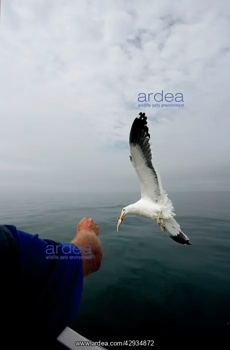 : Southern Black-backed / Dominican / Kelp Gull : Southern Black-backed / Dominican / Kelp Gull